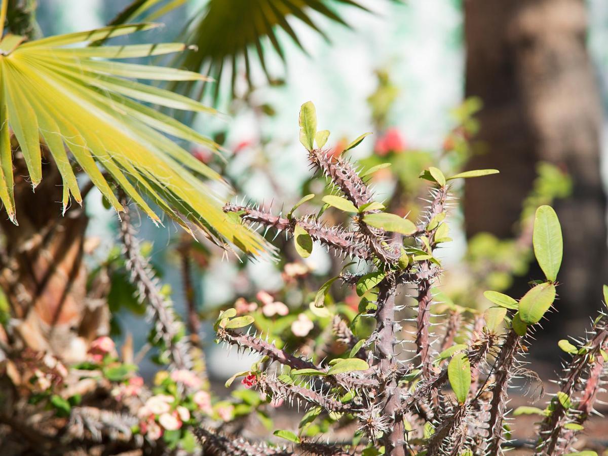 Bungalows Vistaflor Maspalomas  Ngoại thất bức ảnh